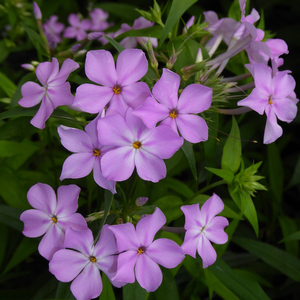 Kim Carolina Phlox, Thickleaf Phlox, Phlox carolina subsp. carolina 'Kim'